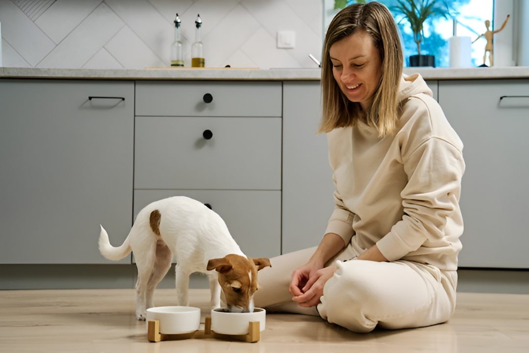Practical Feeding Supplies for Healthy Pets