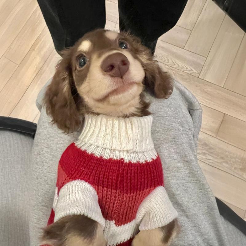 Small Dog & Cat Thick Warm Sweater