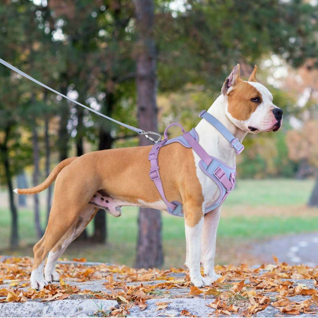 Dog Chest Strap Harness with Hand-Held Leash