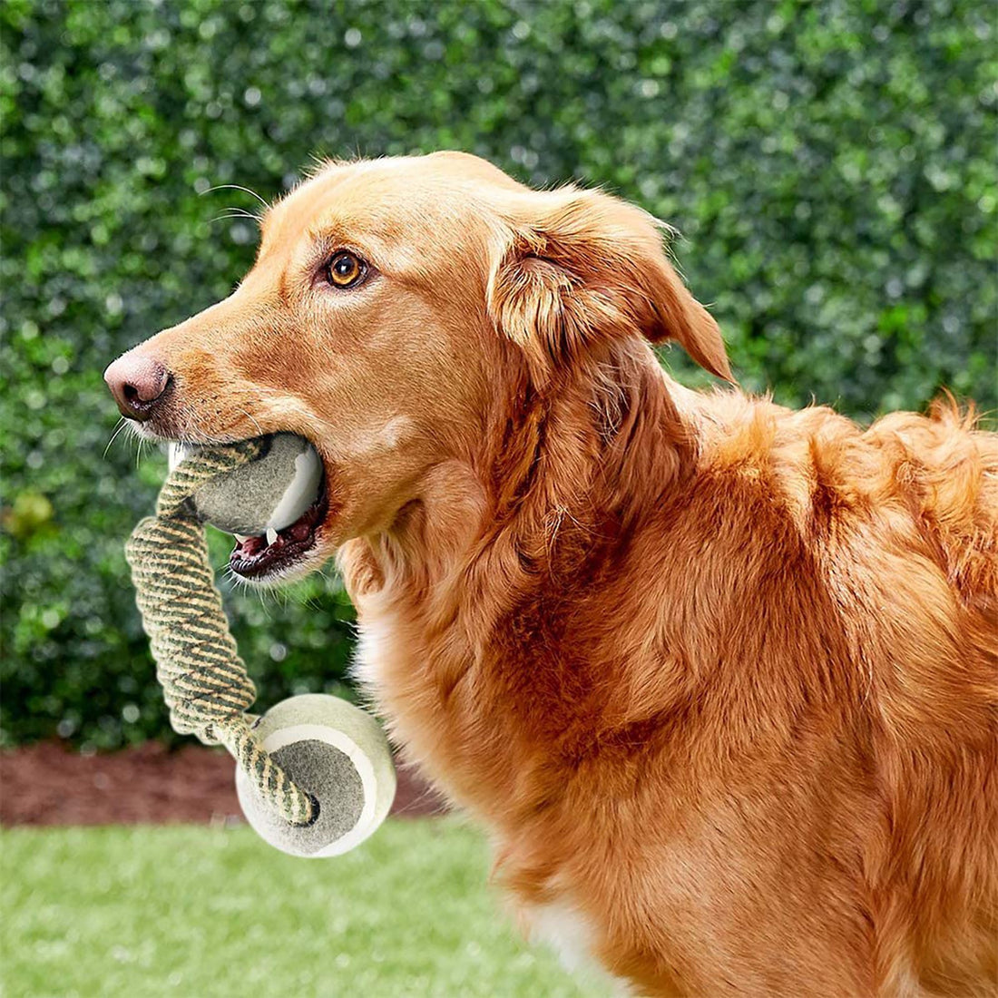 Interactive Cotton Rope Dog Toy Chew & Tug for Dogs