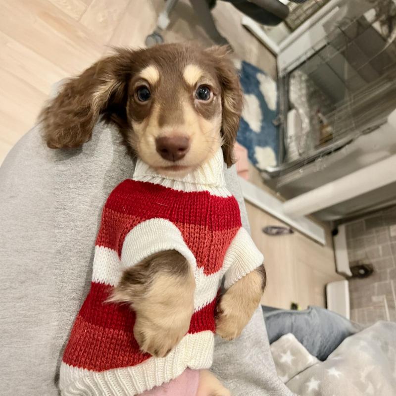 Small Dog & Cat Thick Warm Sweater