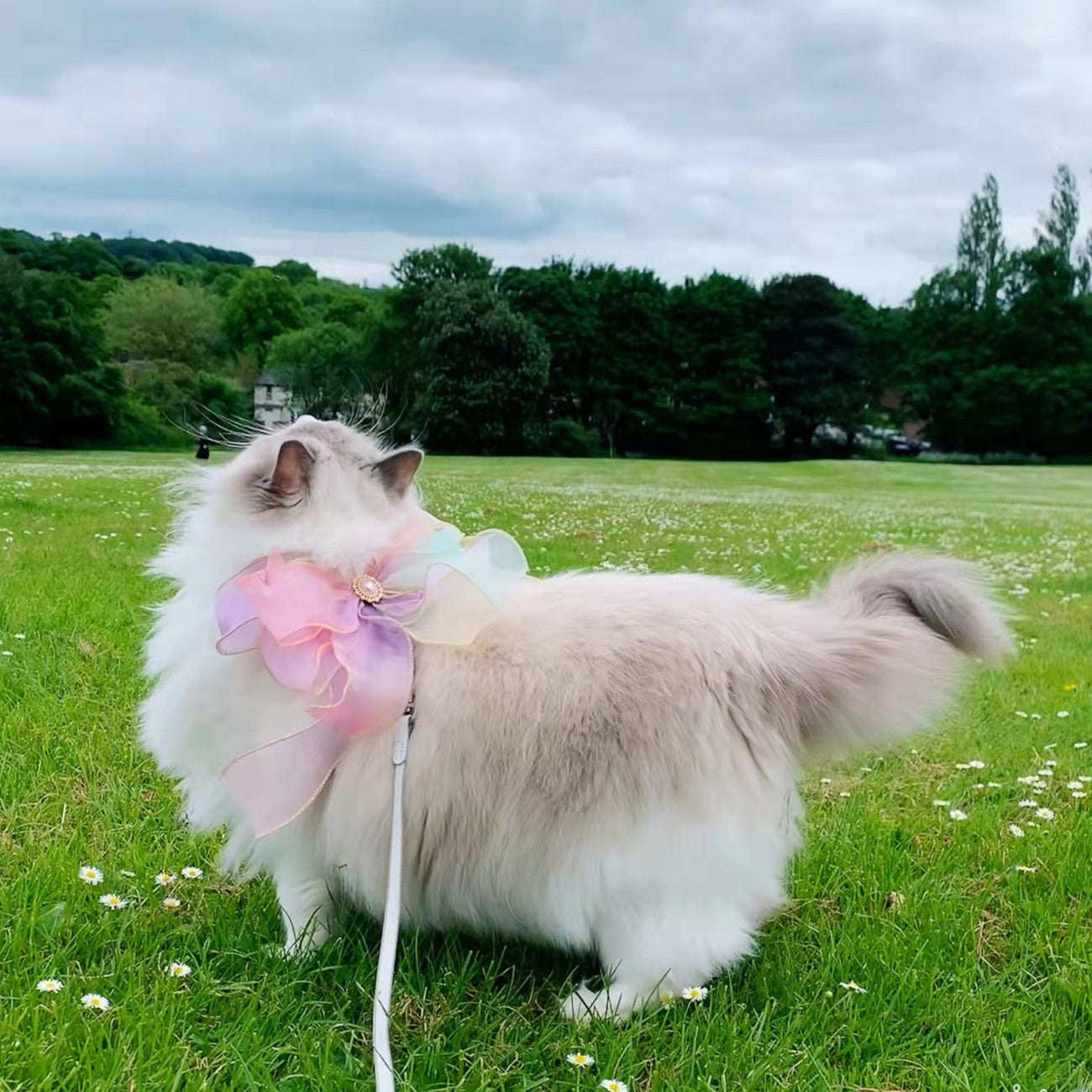 Butterfly Retractable Pet Leash Breakaway Design